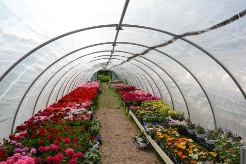 A very colorful quonset greenhouse structure