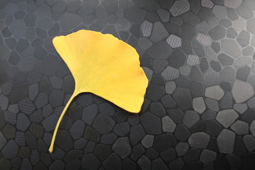 Ginkgo Leaf on black background