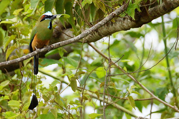 istock Turquoise-browed motmot 493918879
