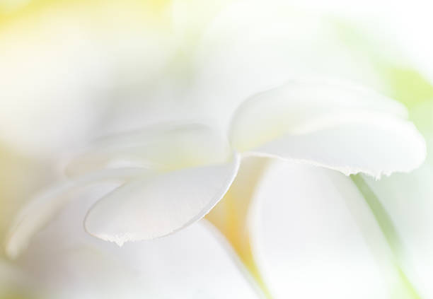 istock blur and abstract beautiful frangipani flower on white backgroun 493919123