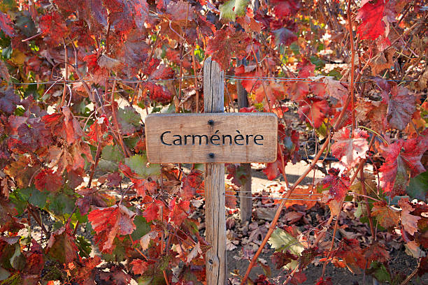 Vine - Carménère Concha y Toro, Santiago, Chile araucaria heterophylla stock pictures, royalty-free photos & images