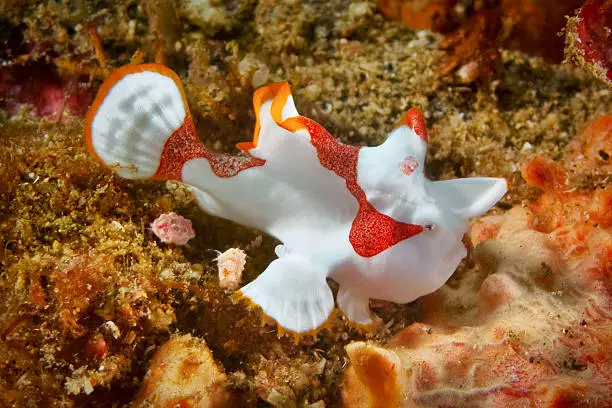 Clown frogfish (Antennarius maculatus), Lembeh Strait, North Sulawesi, Indonesia.