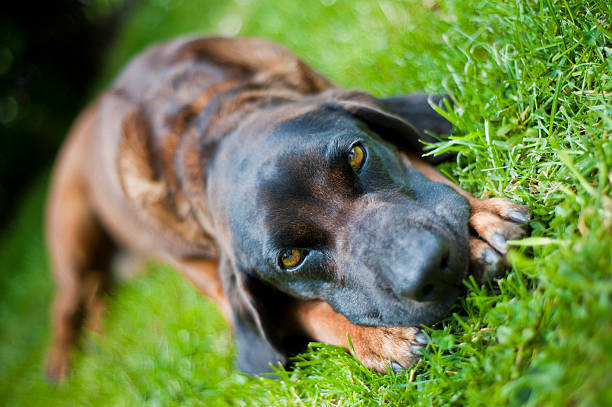 bavarian mountain hound stock photo