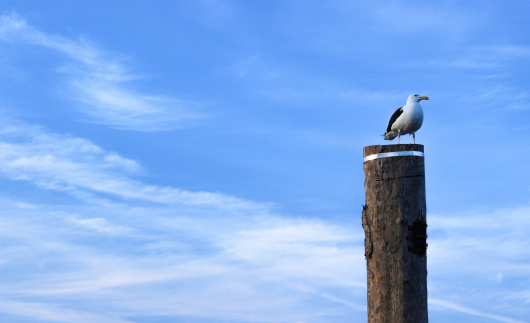 A seagull Perched upon a wooden dock post