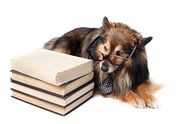 istock Sheltie dog with books 493920595