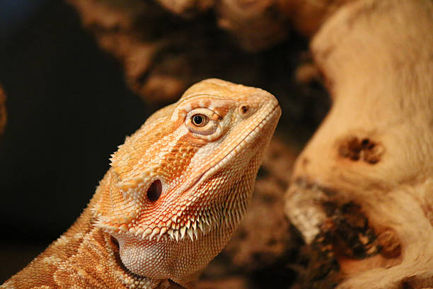 istock Bearded Dragon Lizard on a piece of wood 493920613
