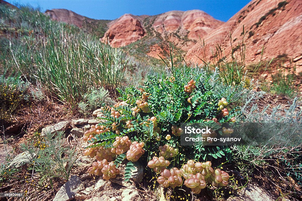 Spring. Wildflowers in the suburbs of Mount Bogo. Spring. Wildflowers in the suburbs of Mount Bogdo (Bogdinsko - Baskunchaksky reserve). Astrakhan Stock Photo