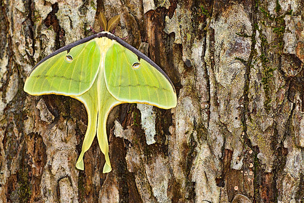 Luna Moth stock photo