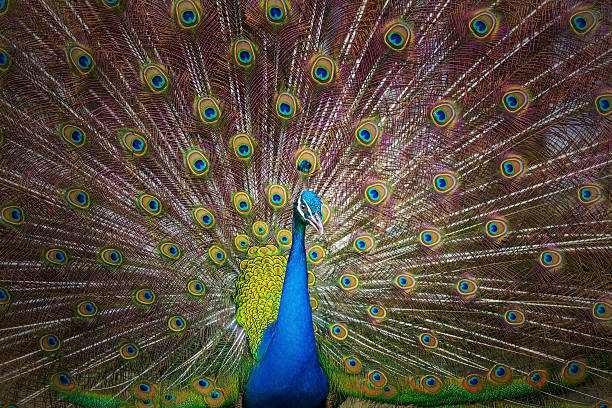 istock Portrait of beautiful peacock with feathers out 493921357