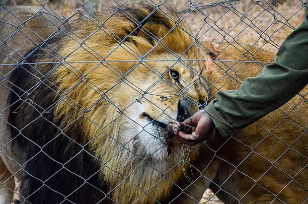 Lion eating from a hand stock photo