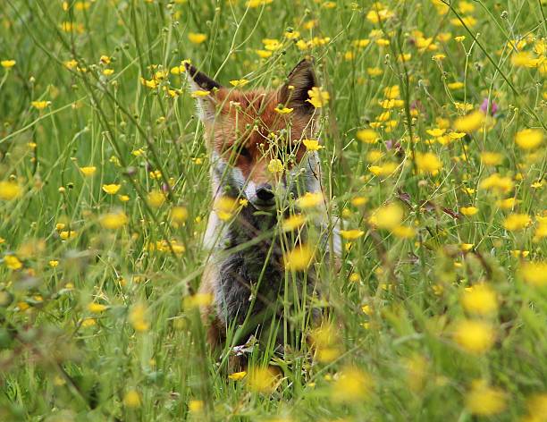 istock Fox in Field of Buttercups 493929348