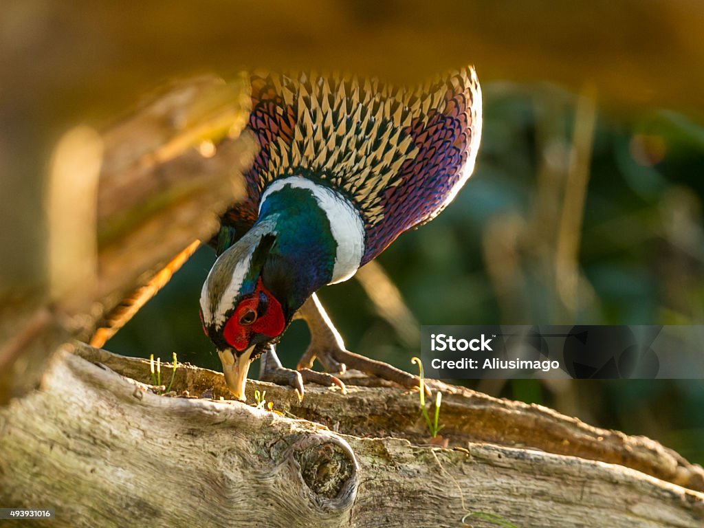 Male Wild Pheasant (Phasianidae) Foraging in Woods Male Wild Pheasant (Phasianidae) Foraging in woods, depicted pecking on a wooden tree stump, bathed in easrly evening sunight. 2015 Stock Photo