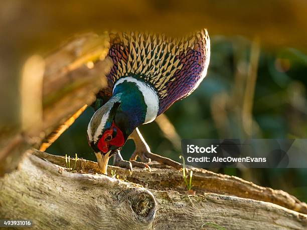 Male Wild Pheasant Foraging In Woods Stock Photo - Download Image Now - 2015, Alia, Animal