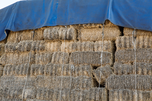 Hay bales stacked up. Dried grass and plant stalks, baled and packed tightly together.Closed with blue tarpaulin.
