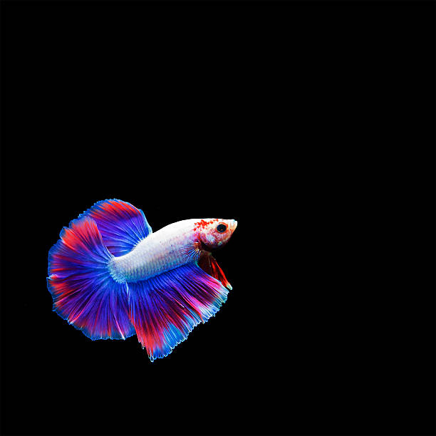 istock Motion of colorful siamese fighting fish half moon isolated 493933214