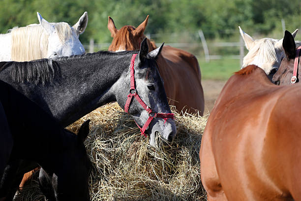 istock Group thoroughbred mares and foals sharing hay against green na 493933252