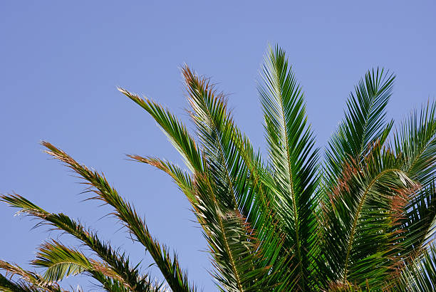 istock leaves of a palm tree 493933612