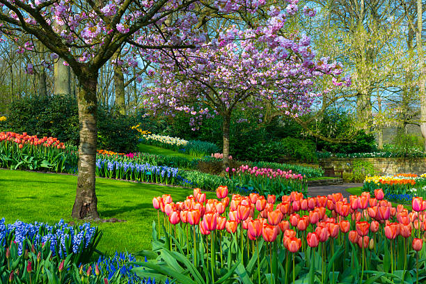 Spring Garden Park with multi-colored tulips, daffodils and grape hyacinths and flowering cherry blossoms. Location is the Keukenhof garden, Netherlands. flowerbed photos stock pictures, royalty-free photos & images