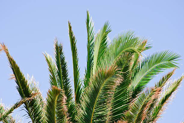 istock leaves of a palm tree 493933922
