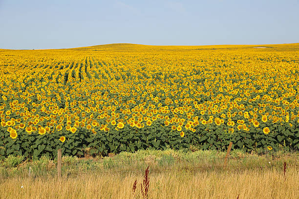 Sunflower field in North Dakota