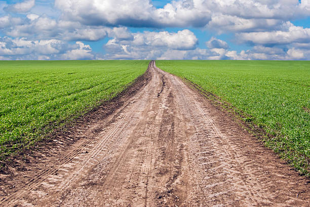 camino a través de los campos. paisaje campestre - winter wheat fotografías e imágenes de stock