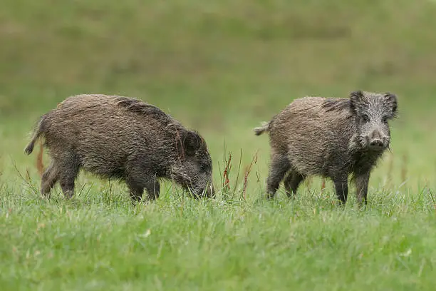 Two young wildboar search for food in a green pasture