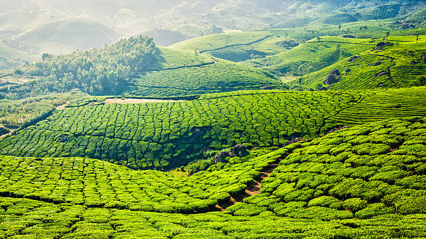 istock Green tea plantations in Munnar, Kerala, India 493935736