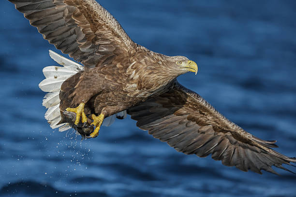 흰꼬리수리 - white tailed eagle sea eagle eagle sea 뉴스 사진 이미지