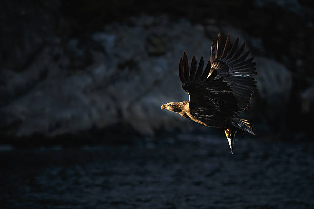 White-tailed eagle im Abendlicht – Foto