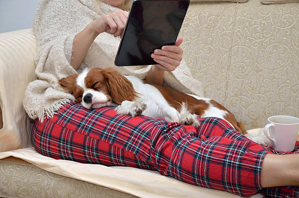 frau holding tablet und cavalier hund - auf dem schoß stock-fotos und bilder