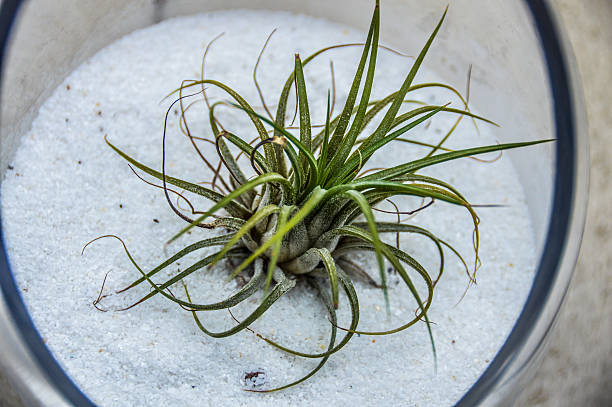 pianta grassa in vaso di vetro - soboliferum foto e immagini stock