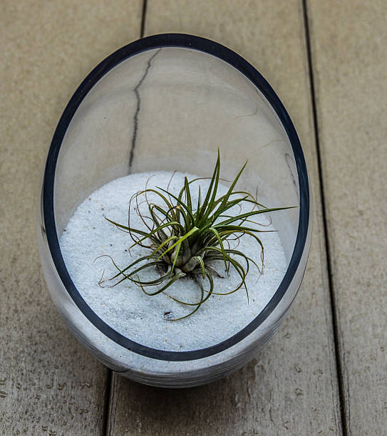 pianta grassa in vaso di vetro - soboliferum foto e immagini stock