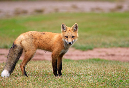 Red Fox Kit showing its bushy tail, standing in a grassy meadow.  Prince Edward Island