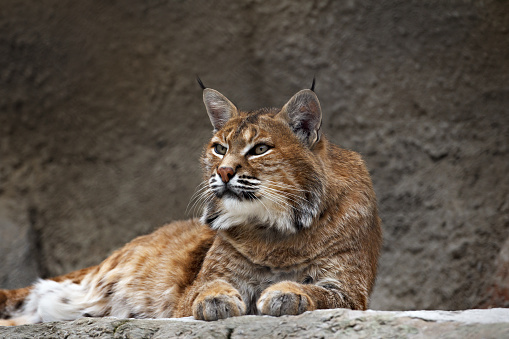 A captive bobcat kitten (Lynx Rufus) playing on a tree trunk. This in the autumn. At a game farm in Montana, with captive animals in natural settings. Property released.