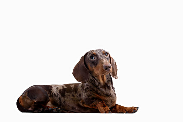 istock Close-up of Dachshund on white background 493940028