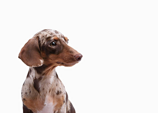 Funny smooth haired Dachshund isolated on white background