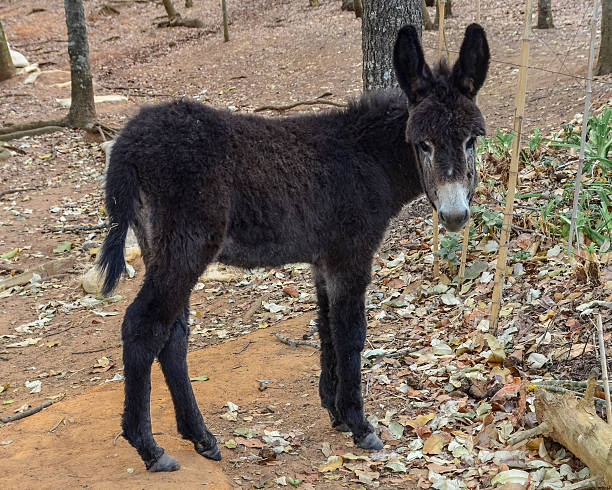 baby-black-donkey.jpg?s=