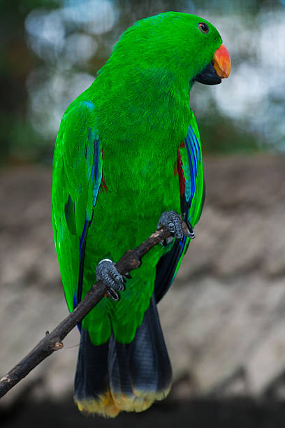 Eclectus parrot Eclectus parrot portrait eclectus parrot australia stock pictures, royalty-free photos & images