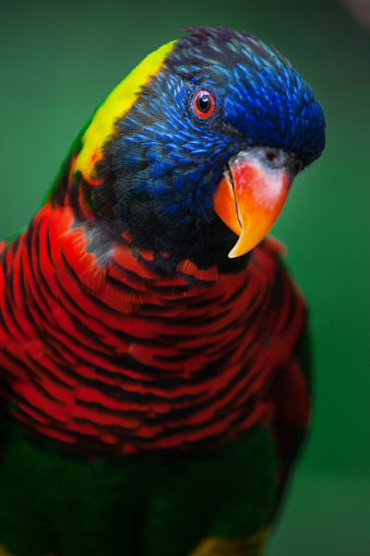 Rainbow Lorikeet is a parrot found on the eastern coast of Australia and northwest Tasmania.