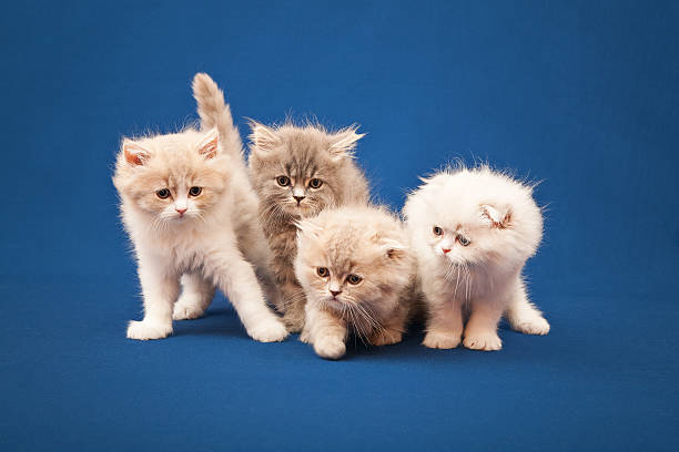 istock Four little Scottish purebred kittens 493943374