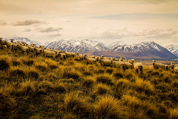 istock Tekapo New Zealand 493952435