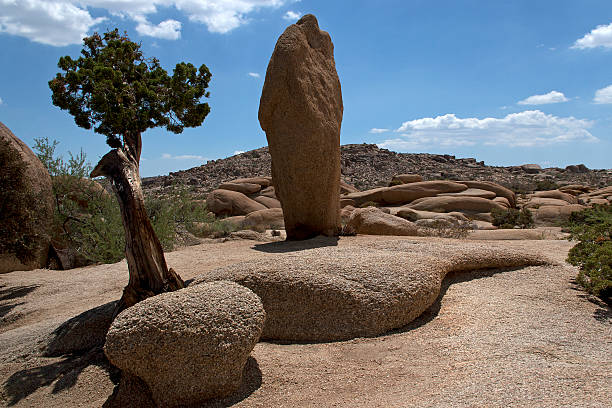 istock Bonsai juniper and balance rock contours 493952941