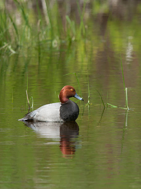istock Redhead duck in calm water. 493953195
