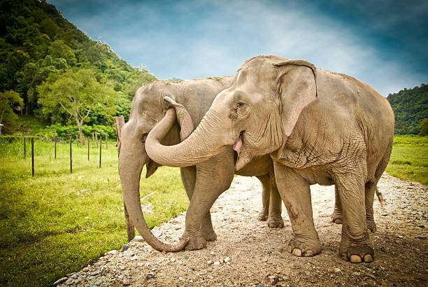 istock Elephant sticking her trunk into another elephant's ear 493953911