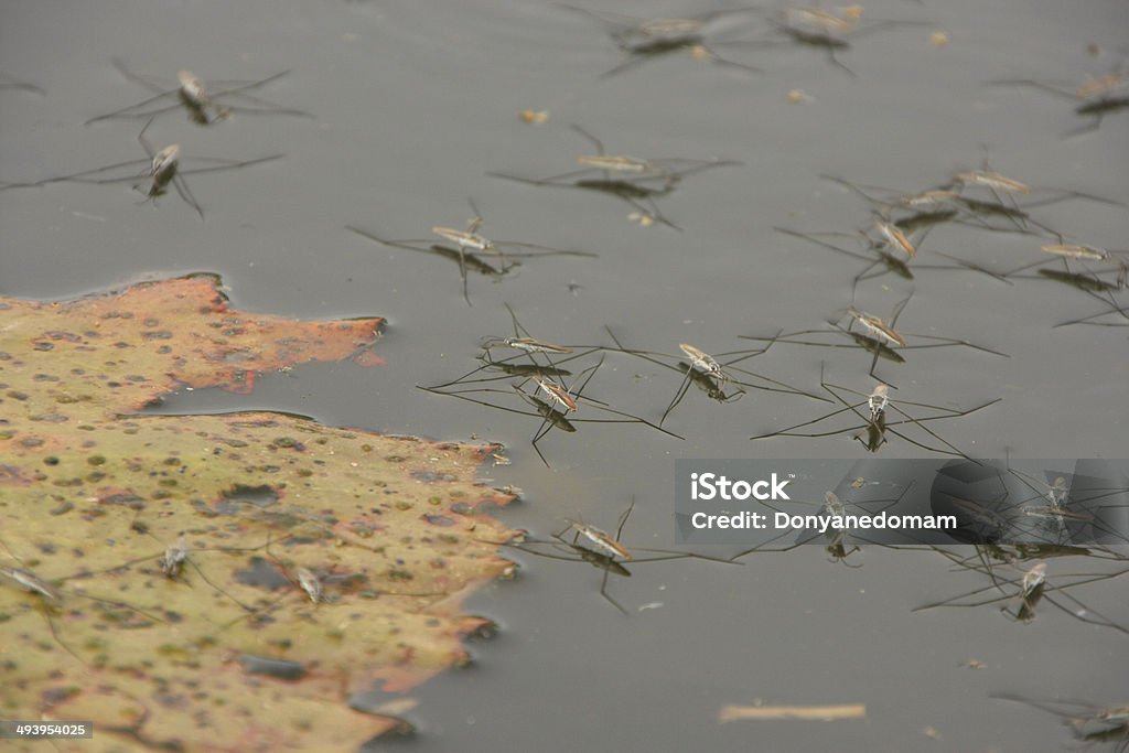 Water striders (Gerris sp.) Boat Captain Stock Photo