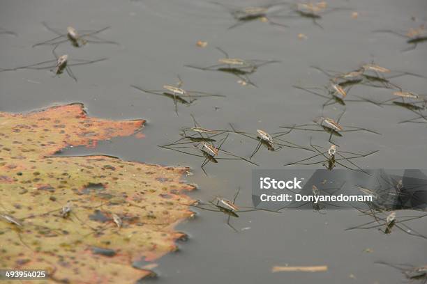 Water Striders Stock Photo - Download Image Now - Boat Captain, Close-up, Horizontal