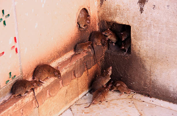 Holy rats running around Karni Mata Temple, Deshnok, India stock photo