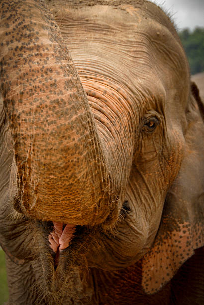 istock Close up shot of a happy elephant 493954491