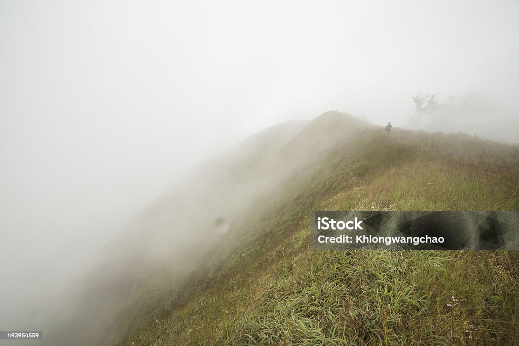 Praderas de niebla de la mañana - Foto de stock de Agricultura libre de derechos
