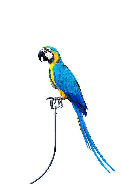 Blue and Gold Macaw aviary, Blue and Gold Macaw aviary, isolated on a white background ara arauna stock pictures, royalty-free photos & images